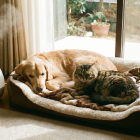 寒さが本格的に！ペットさんの寒さ対策について