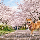 フィラリア予防の季節になりました